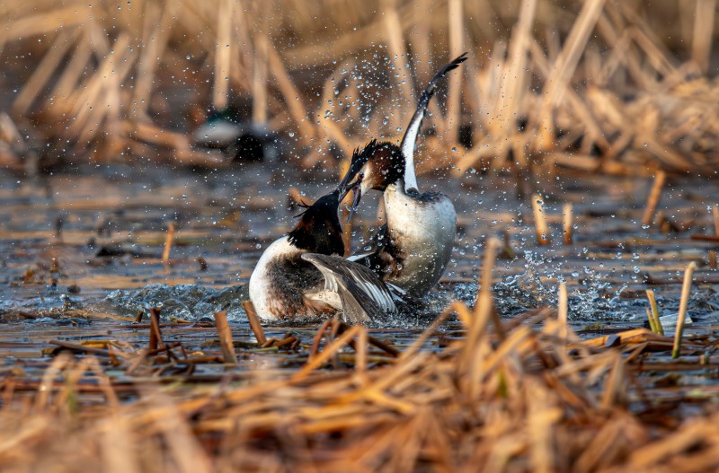 뿔논병아리 결투..