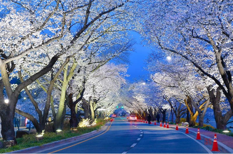 형산강 벚꽃터널