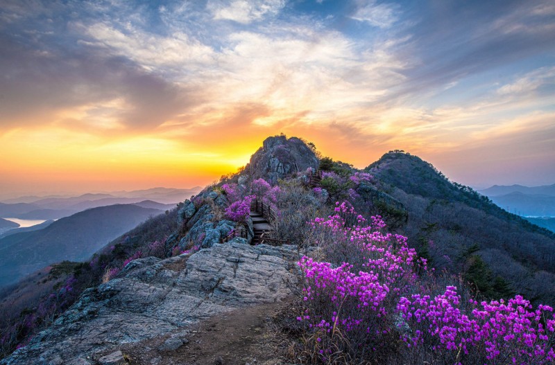 장복산의 진달래