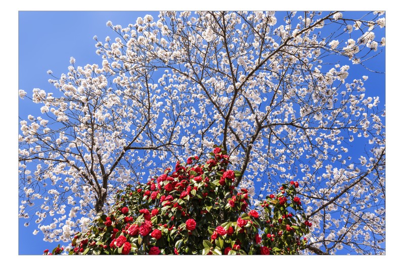 벚꽃과 동백의 만남