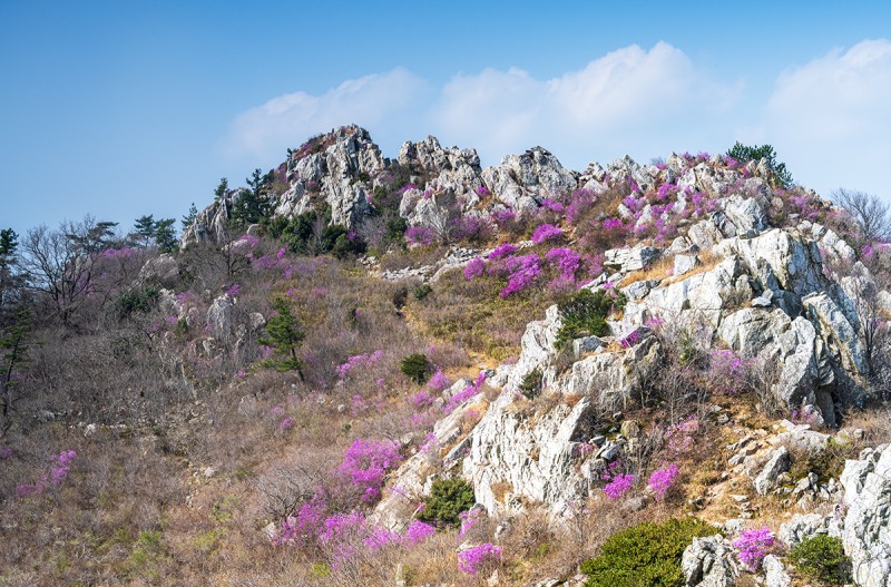  주작산 진달래꽃