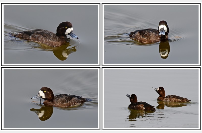 검은 머리 횐죽지