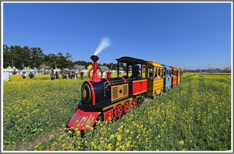 맹방 유채꽃 순회 열차