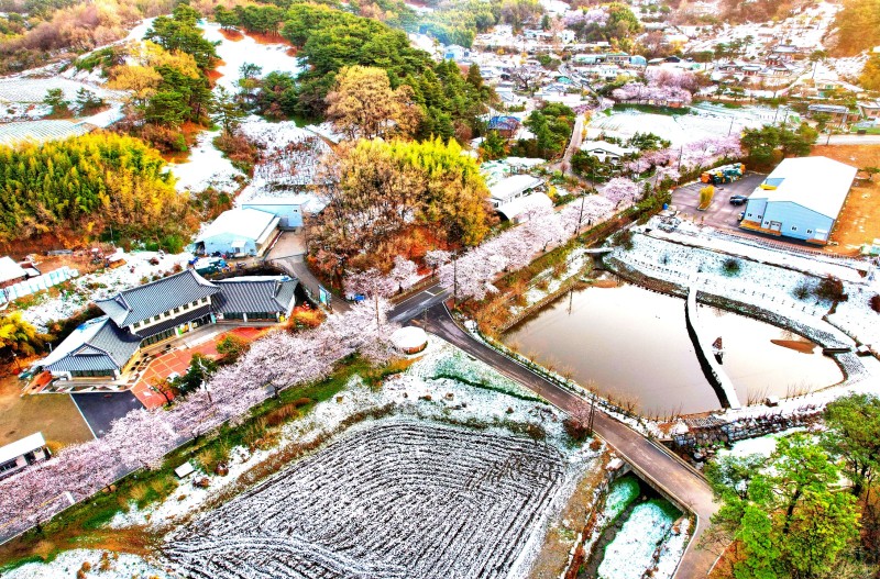 오늘.아침 / 봄 눈내린 - 벚꽂과 거북이마을 풍경