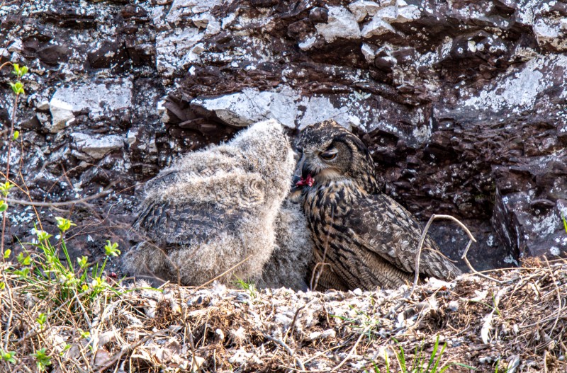 수리부엉이의 모정
