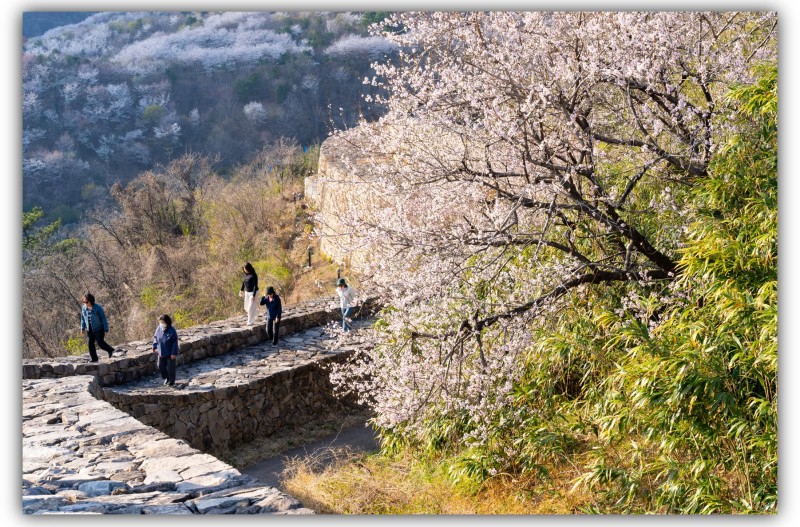 복사꽃이 피어있는 성
