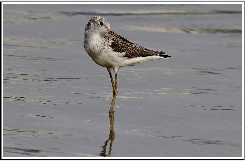 쇠 청다리 도요