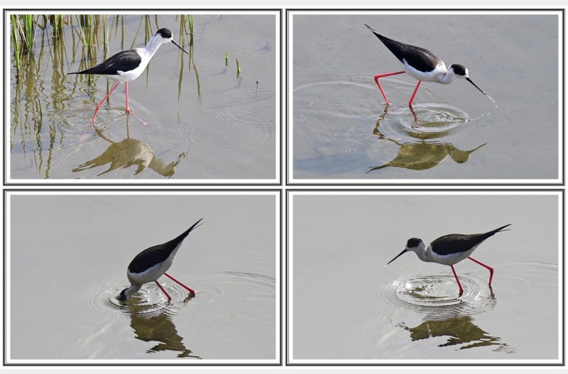 장 다리 물떼새