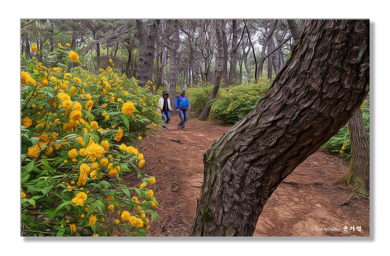 맨발로 황매화길 걸어보세요
