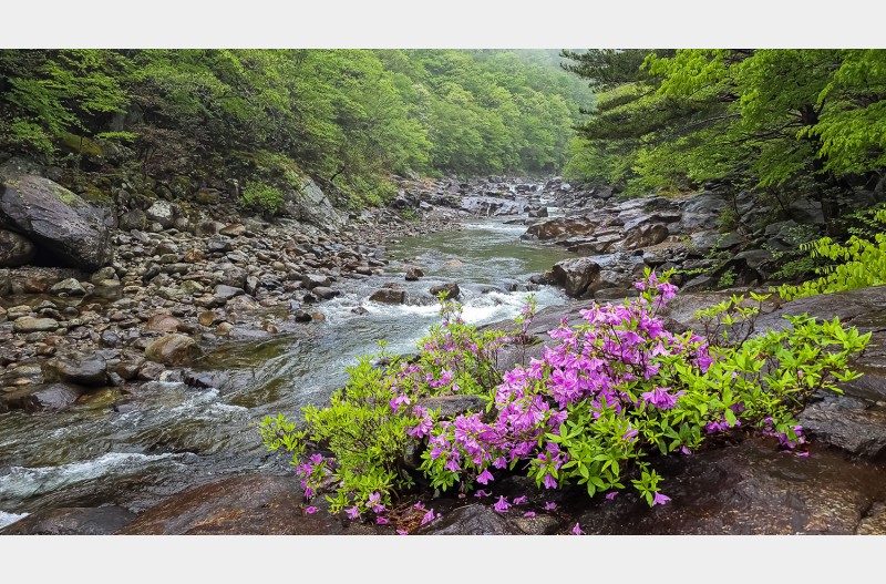 신선이 가꾸어 놓은 꽃밭