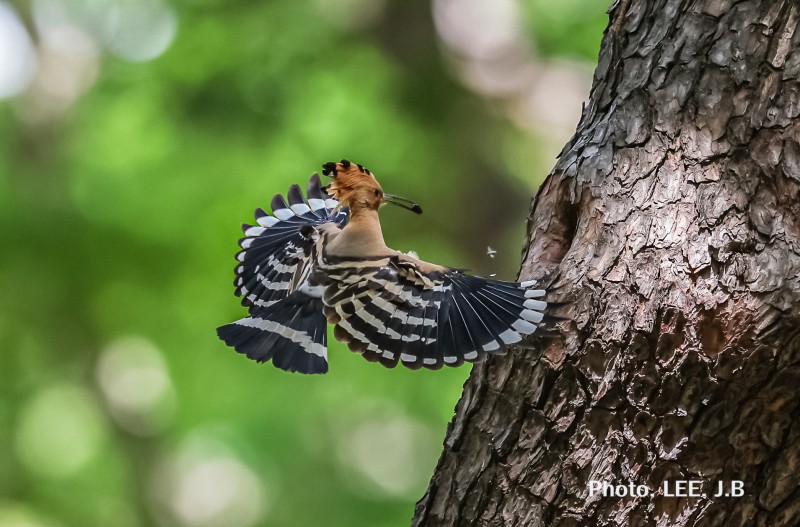 황성공원 후투티