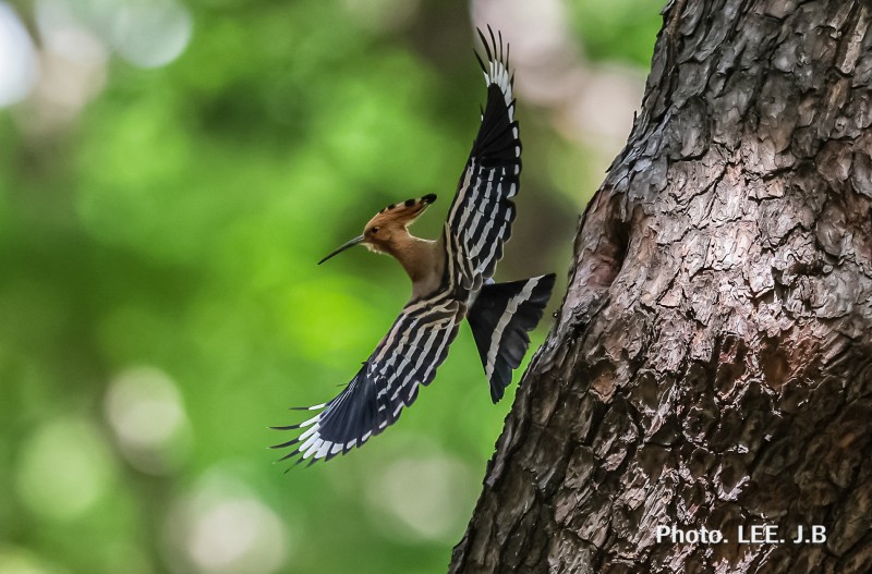 황성공원 후투티