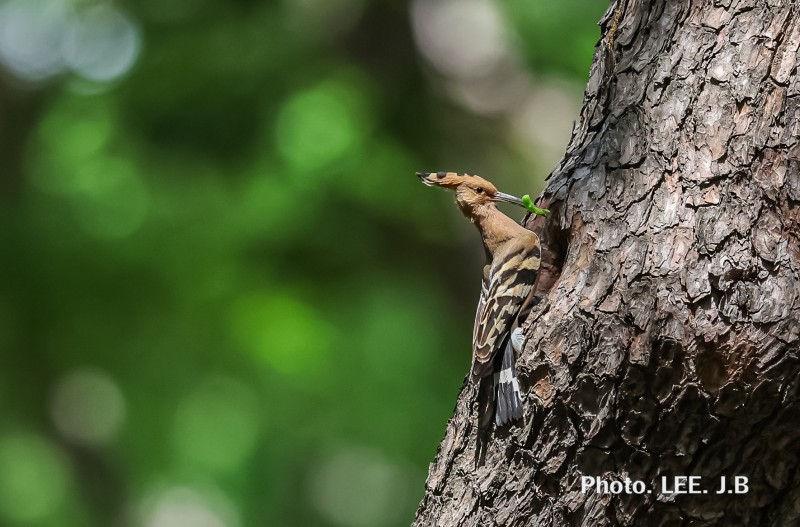 황성공원 후투티