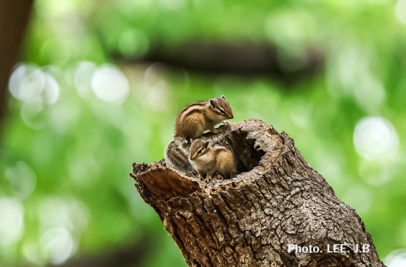 황성공원 다람쥐