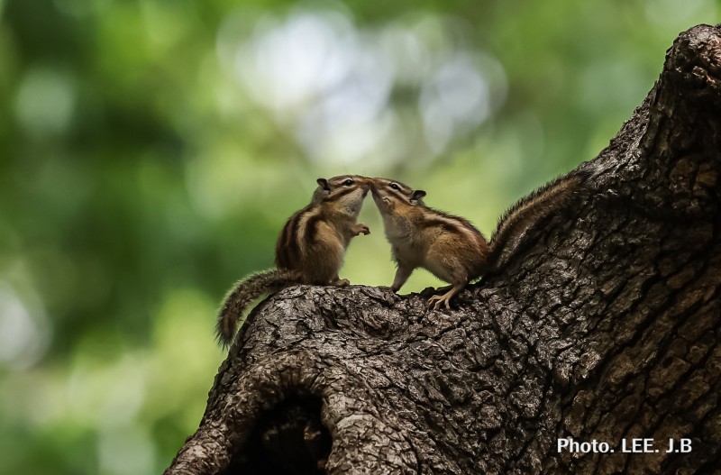 황성공원 다람쥐