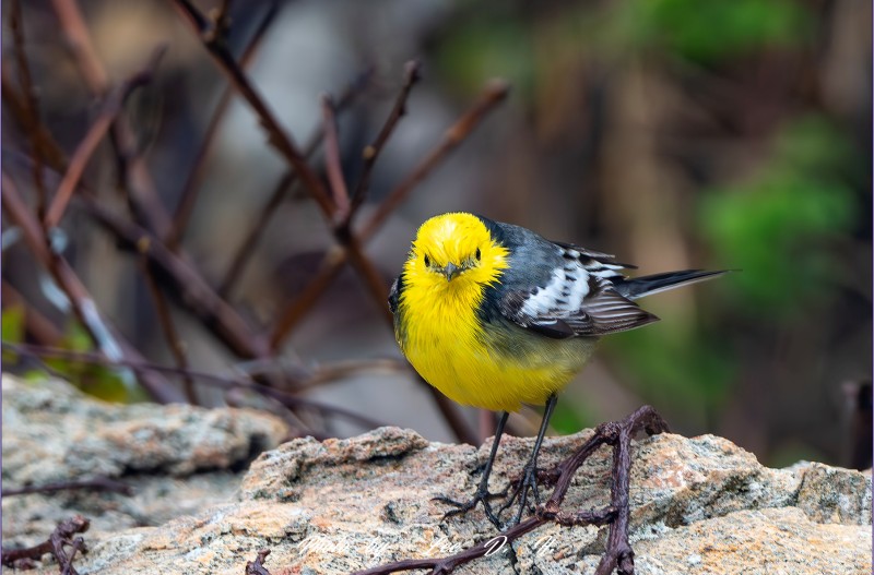 노랑머리할미새
