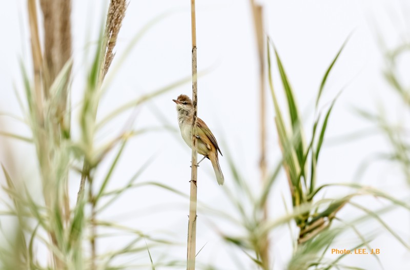 개개비 소리가 들리네요