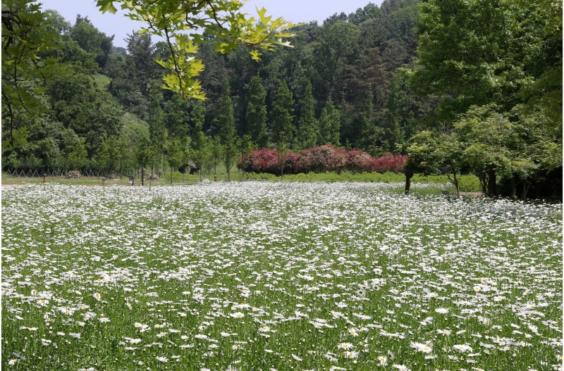 샤스타데이지 피는곳