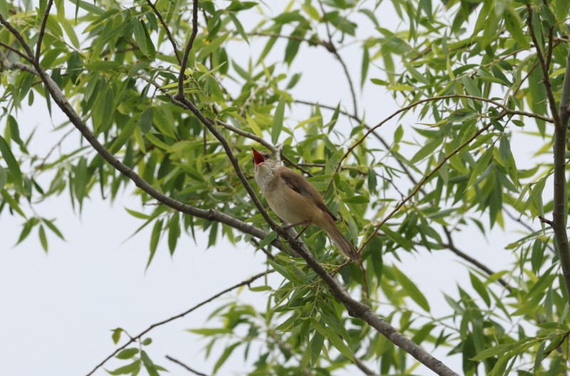 개개비 소리가 들리네요