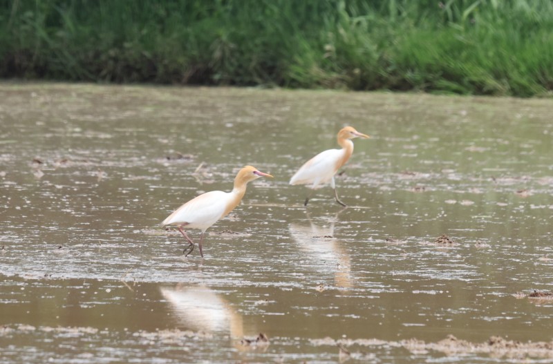써래질하는 논에 황로들이