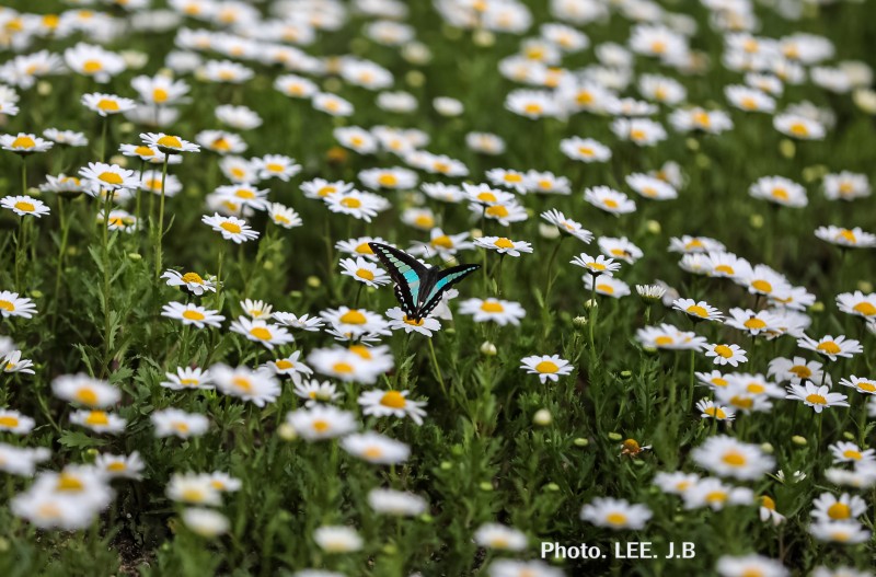 데이지 꿀을 빨아 먹는 예쁜 나비