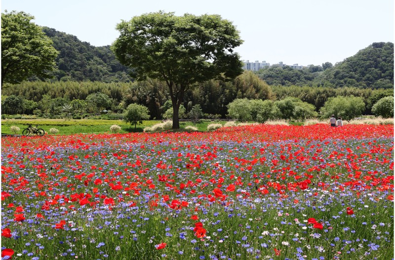 개양귀비 꽃피는 풍경