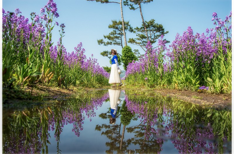 보라유채가 있는 오월