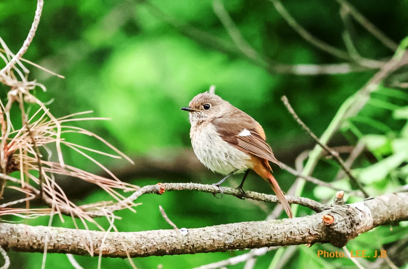 잠시 모델이 되어주고 날아간 딱새