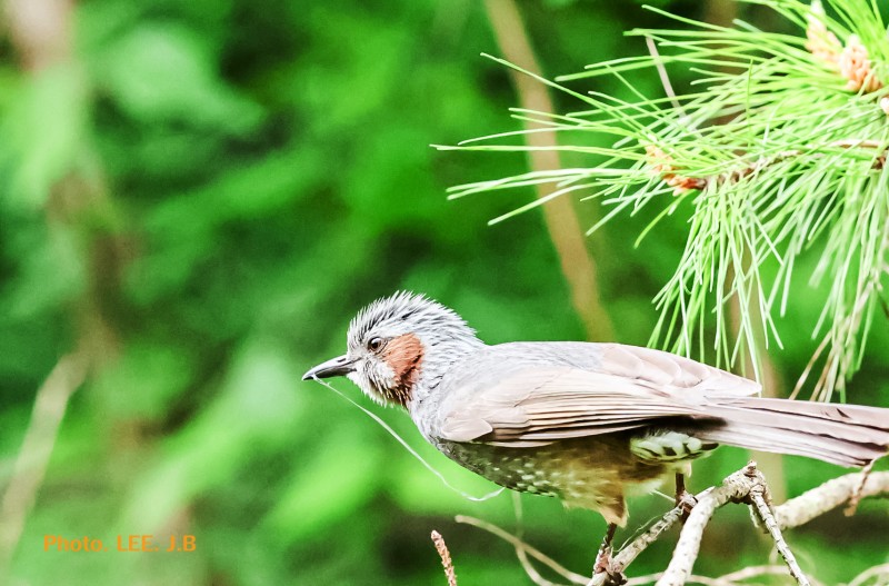 잠시 앉았다가 날아가는 직박구리