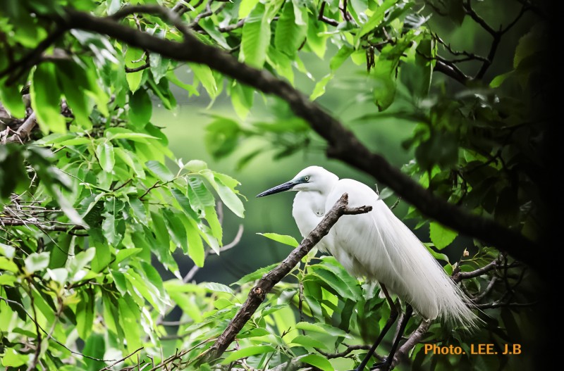 알을 품기 위해 둥지로 들어가는 백로
