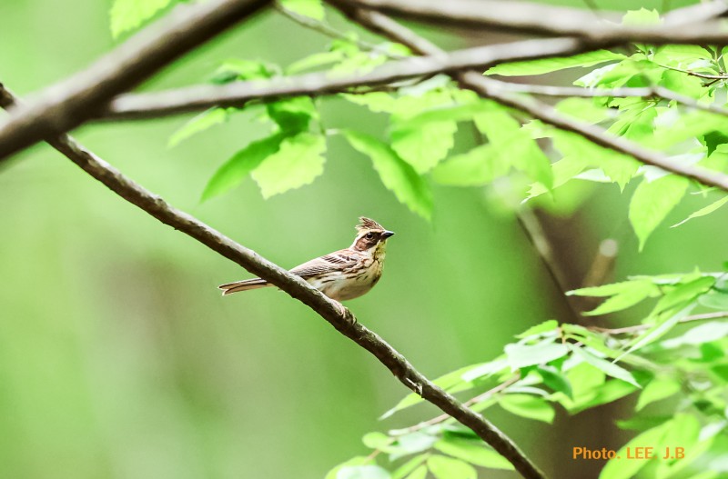 나들이 나가는 노랑턱맷새
