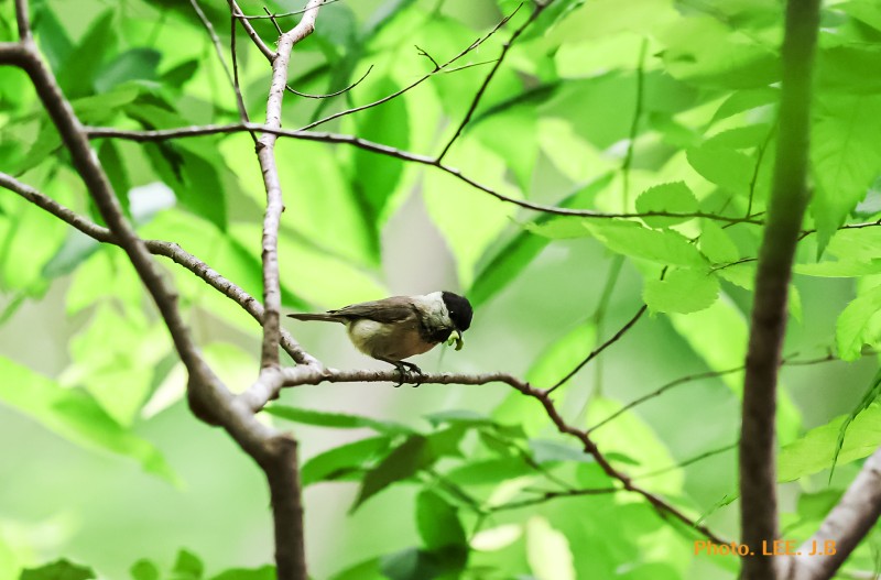 먹이 활동중인 쇠박새