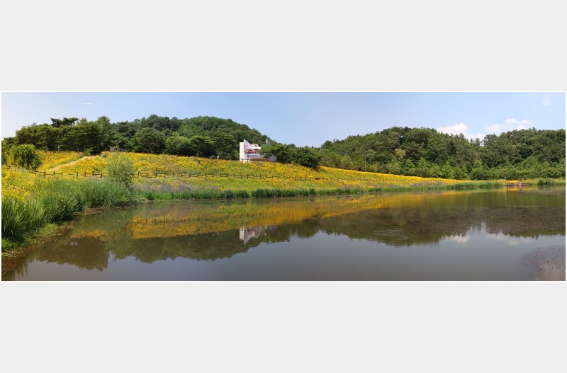 금계국 세상 (파노라마)