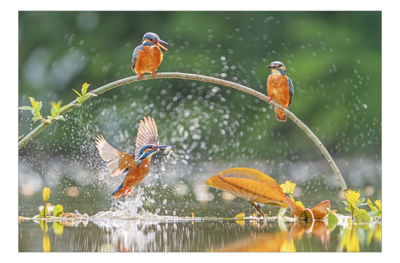 물총새 먹이사냥