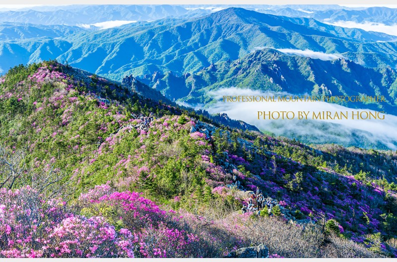설악 꽃길