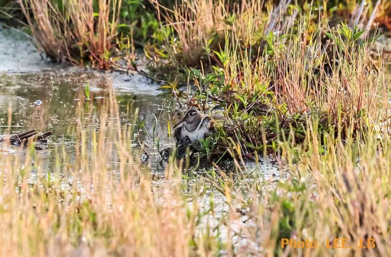 처음 맞이한 호사도요