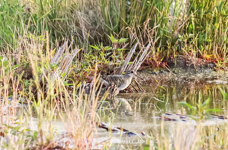 새끼들 먹잇감을 잡으러 나가는 호사도요