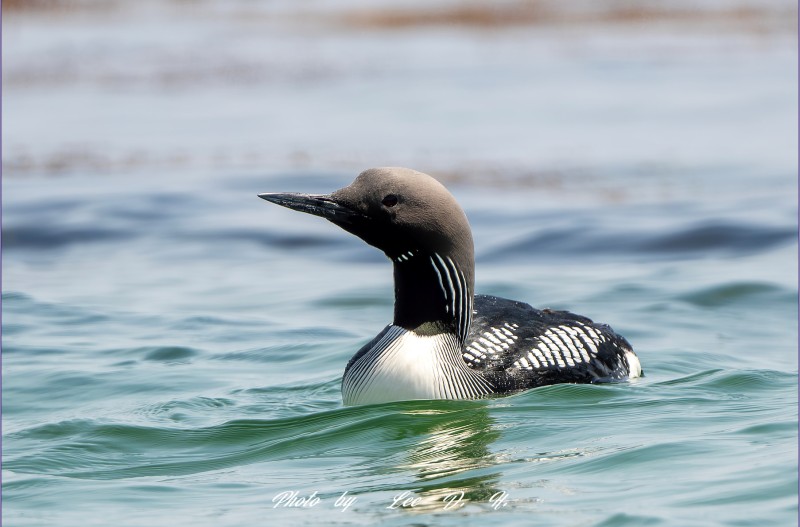 큰회색머리아비
