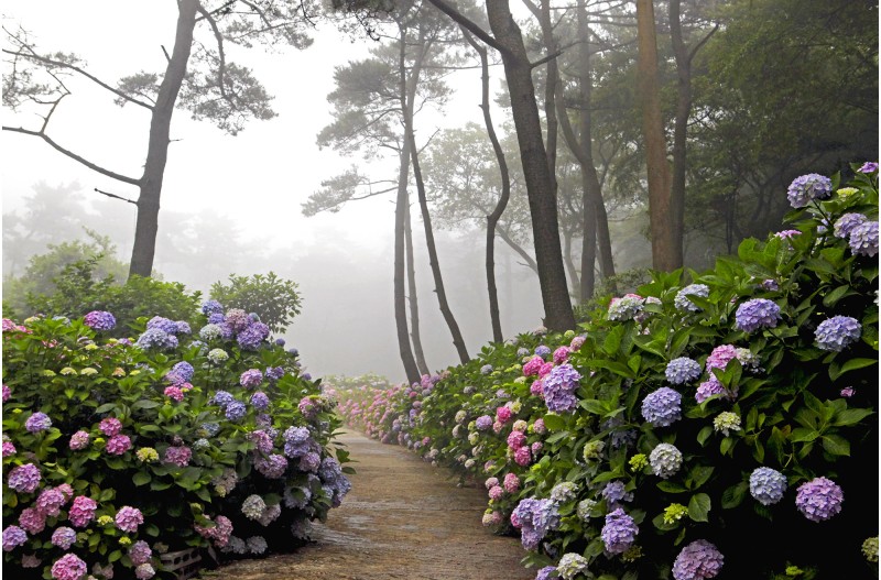 수국이 피어있는 (山寺)
