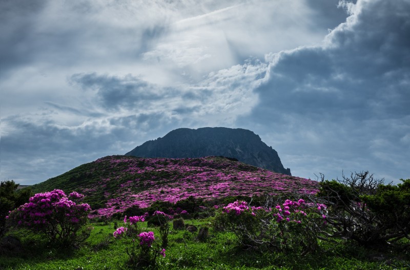 한라산 철쭉