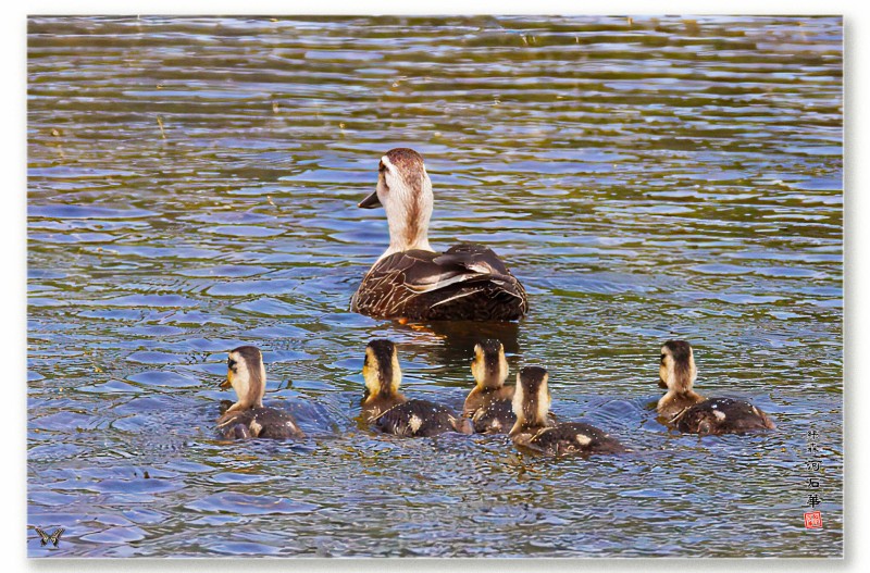 흰뺨검둥오리가족
