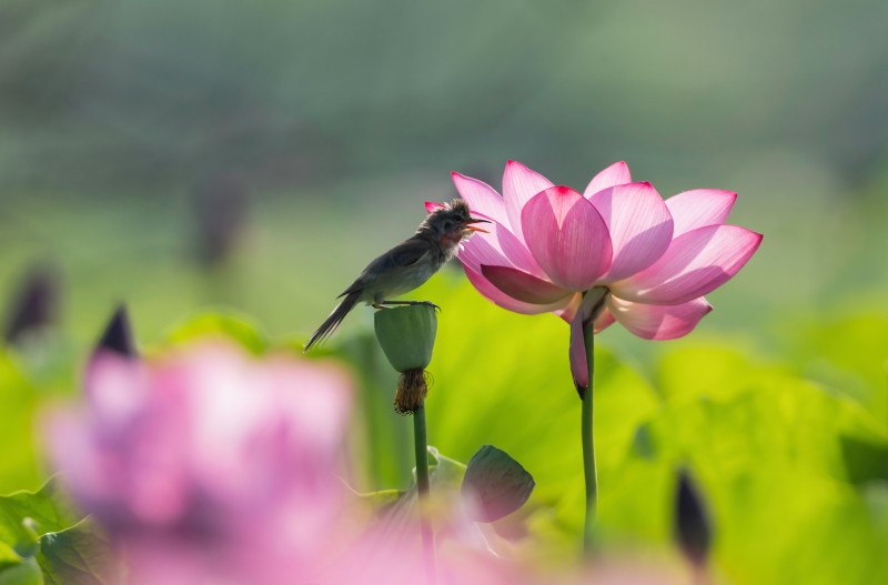 개개비 연꽃향기 취해