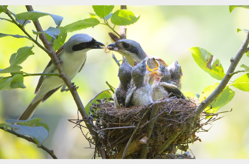 Lanius tigrinus Drapiez 칡때까치