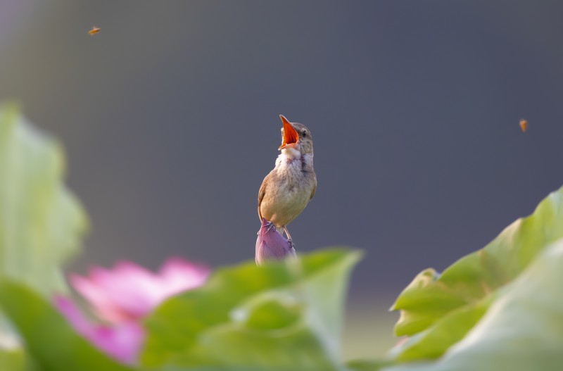 개개비 짝지구함2