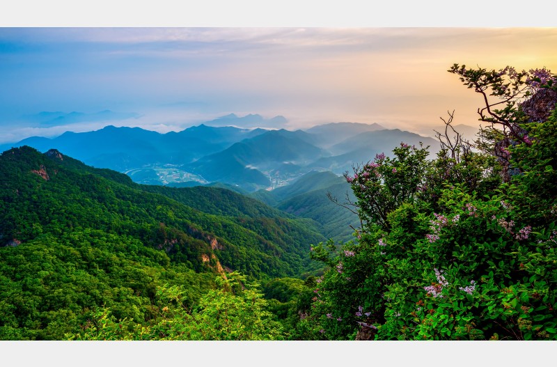 산정의 꽃을 찾아