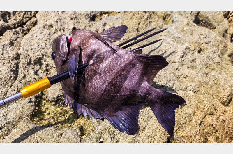 작가라면 초점 분할 구도라도 맞도록 찍고 아니면 눈요기 사진 찍어 올려