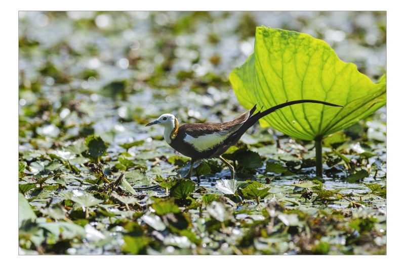 개개비 와 물꿩
