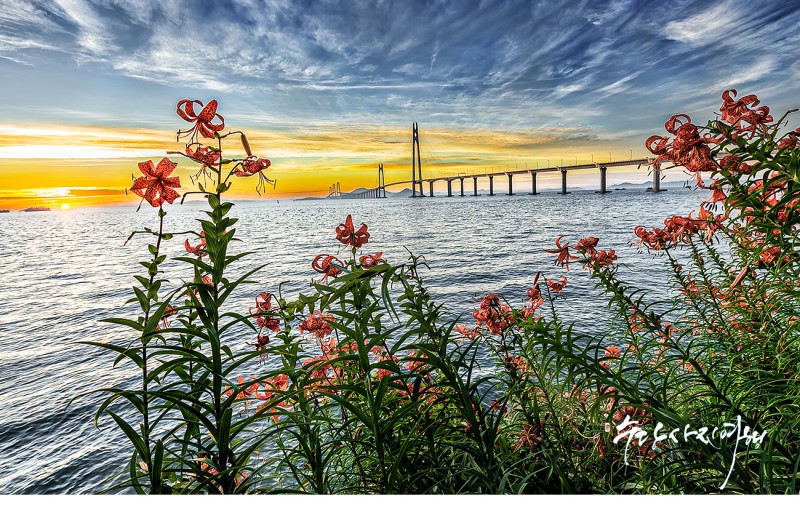 천사대교의 꽃피는 일출