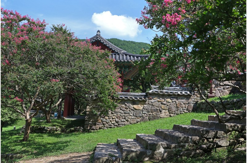 도동서원 의 (배롱나무꽃)