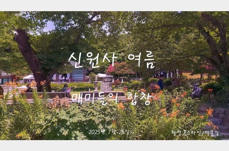 신원사매미들의합창